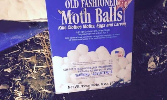 Tip of the week: mothballs are dangerous and not effective - Phoenix