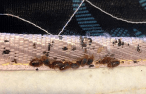 Knoxville pest control, Maryville pest control, bedbugs, bed bugs