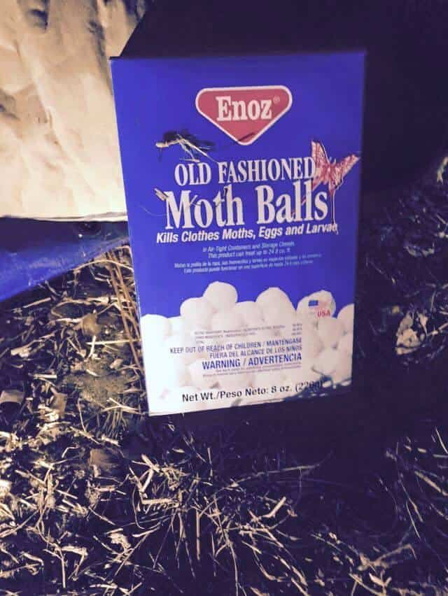 Placing mothballs inside is recommended что это