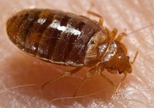 Knoxville pest control, Maryville pest control, bedbug, bed bug