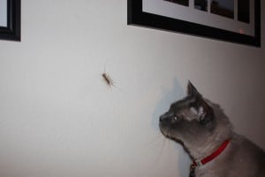 House centipede house cat