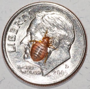 Knoxville pest control, Maryville pest control, bedbug, bed bug