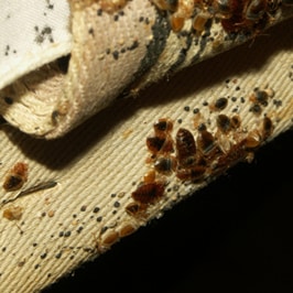 Knoxville pest control, Maryville pest control, bedbug, bed bug,