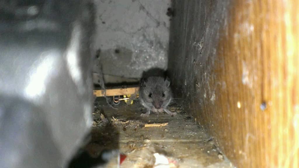 Knoxville pest control, Maryville pest control, Mouse,