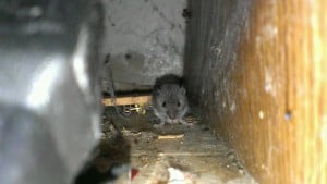 Knoxville pest control, Maryville pest control, mouse