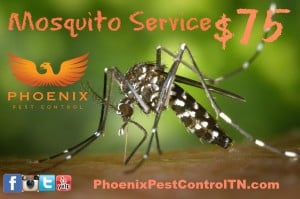 Knoxville pest control, Maryville pest control, mosquito service, coupon