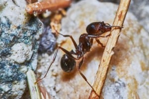 Knoxville pest control, Maryville pest control, ant