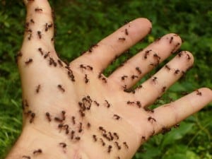 Knoxville pest control, Maryville pest control, ants