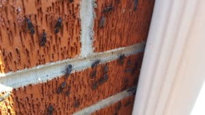 Knoxville Pest Control, Boxelder Bugs