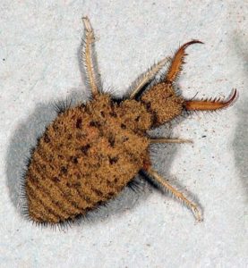 knoxville pest control, antlion