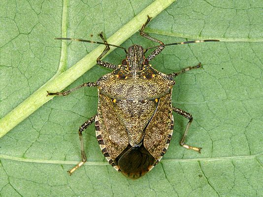 Ladybugs, boxelders, kudzu bugs, and stink bugs Hiding In My walls ...