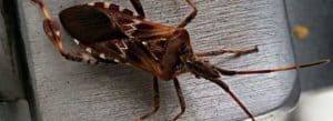 Knoxville Pest Control, Lakewood Esterminating, Connifer Seed Bug
