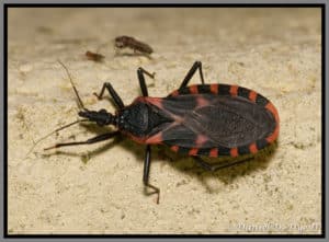 Knoxville Pest Control, Kissing bug, Daniel D. Dye II