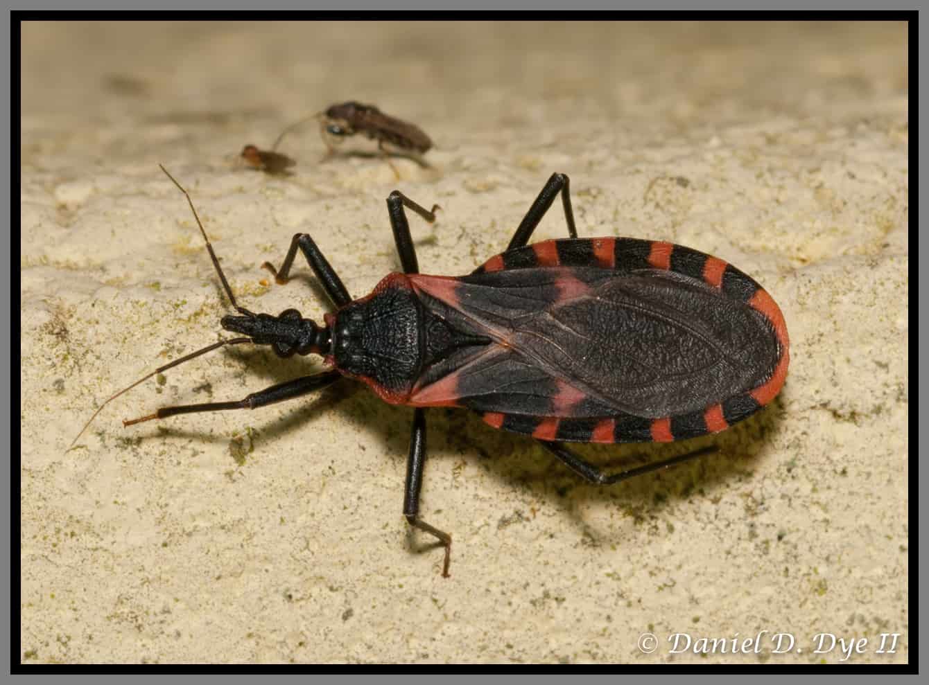 Kissing Bugs & Chagas Disease #whatbugsme - Phoenix Pest Control