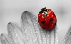 Knoxville pest control, ladybug