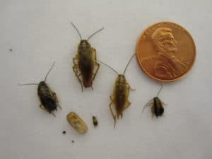 Knoxville pest control. german roach life stages