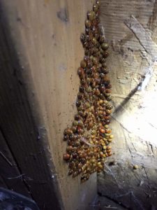 Knoxville Pest Control, Ladybugs