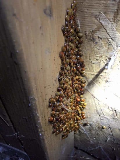 Ladybugs, boxelders, kudzu bugs, and stink bugs Hiding In My walls ...