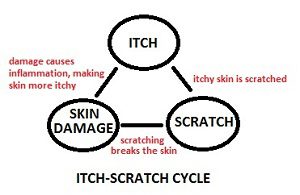 knoxville pest control, itch scratch cycle