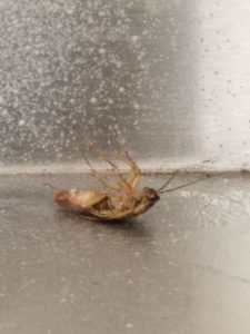 Knoxville Pest Control, dead roach