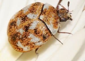 Knoxville Pest Control, varied carpet beetle
