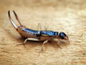 Maryville pest control, earwigs, 