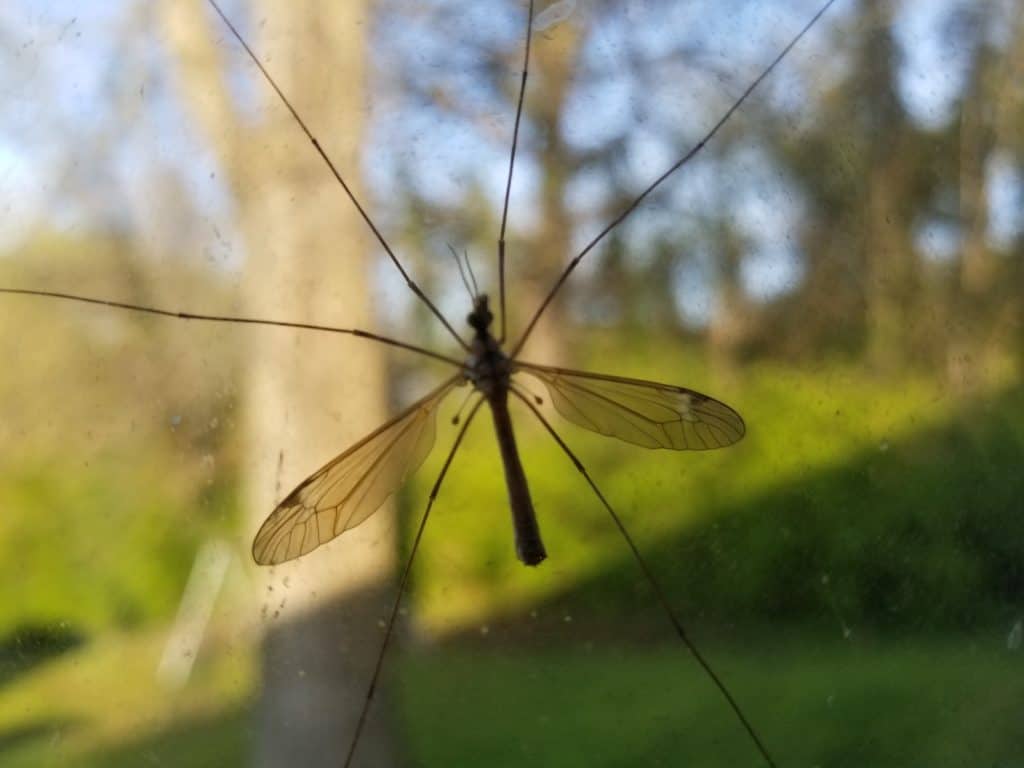 cranefly