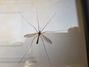 cranefly