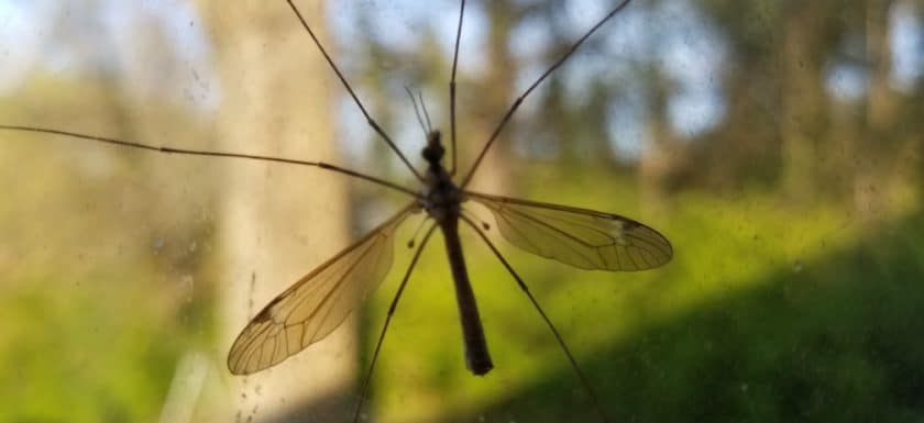 Crane Flies Vs Mosquitoes Phoenix Pest Control 9608