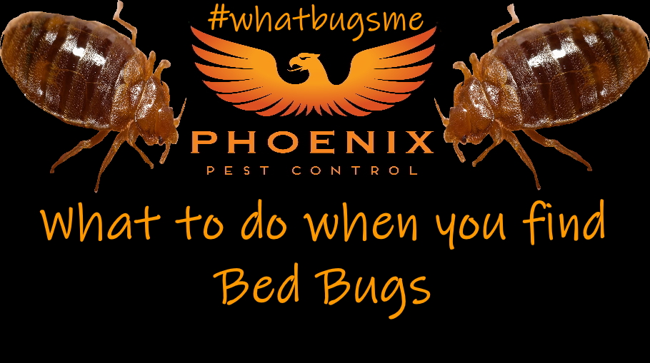 WBM4 find bed bugs thumbnail