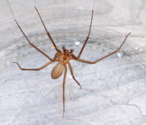 Brown Recluse Spider Phoenix Pest Control TN