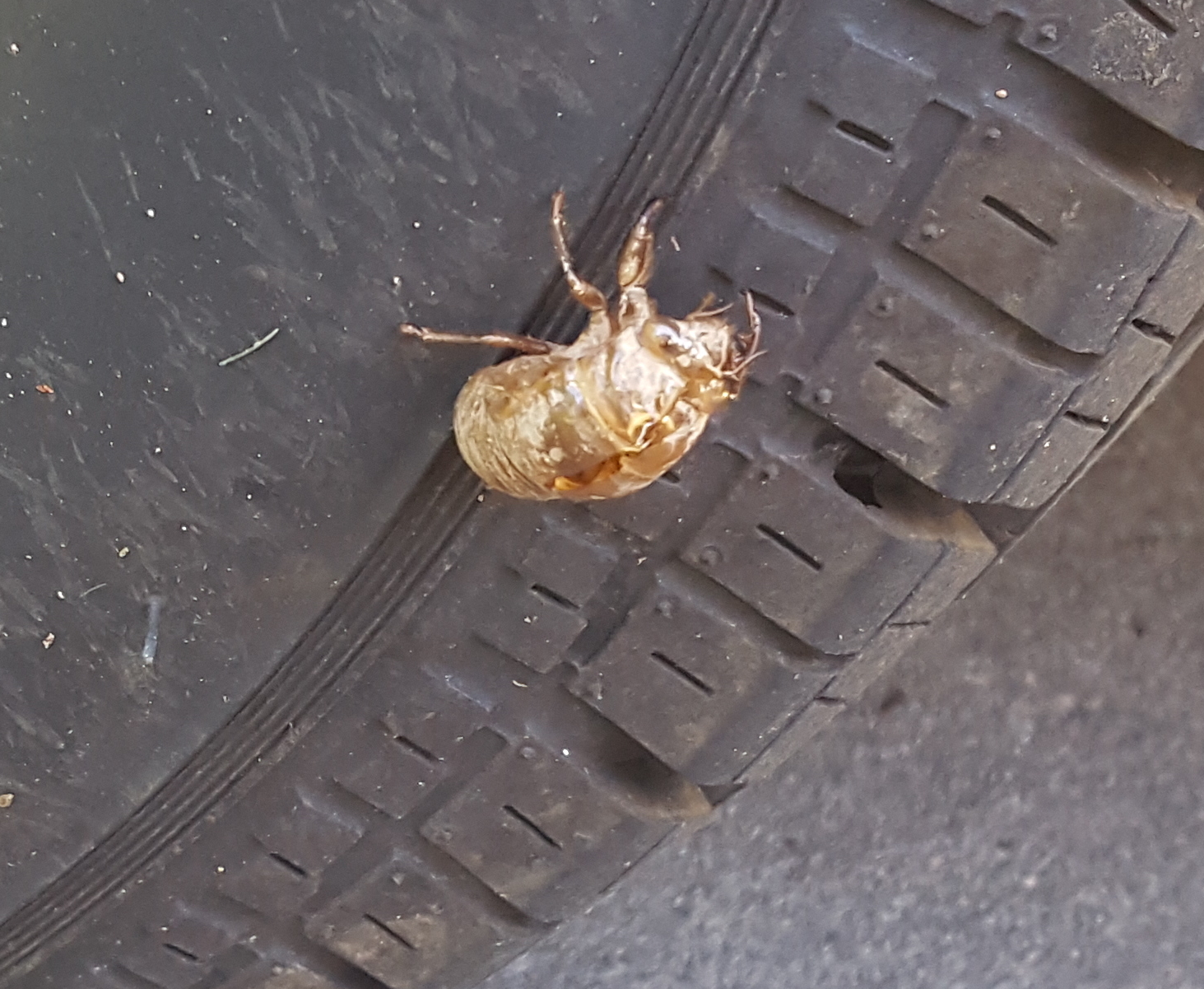 Cicada, knoxville pest control