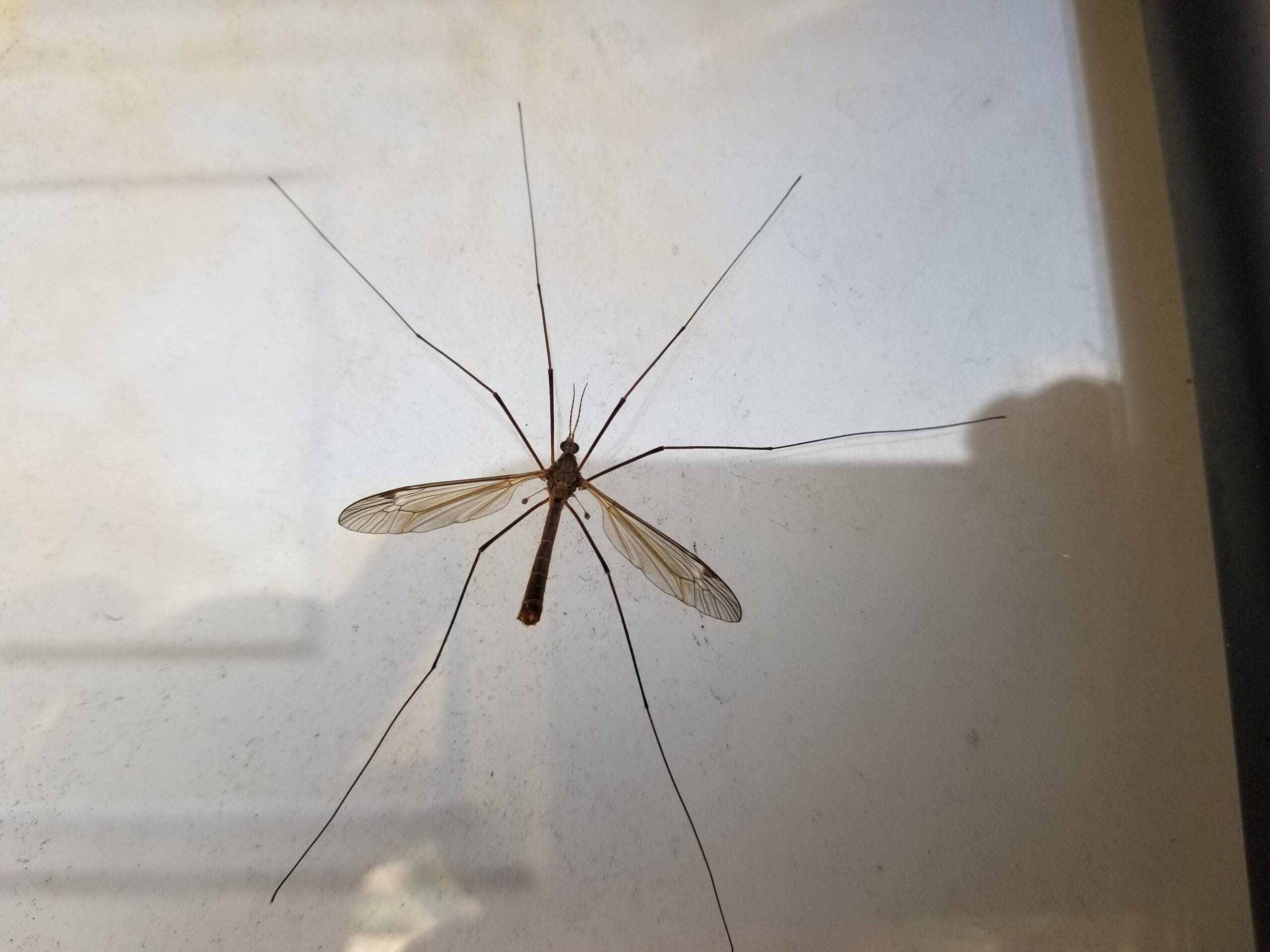crane fly, knoxville pest control