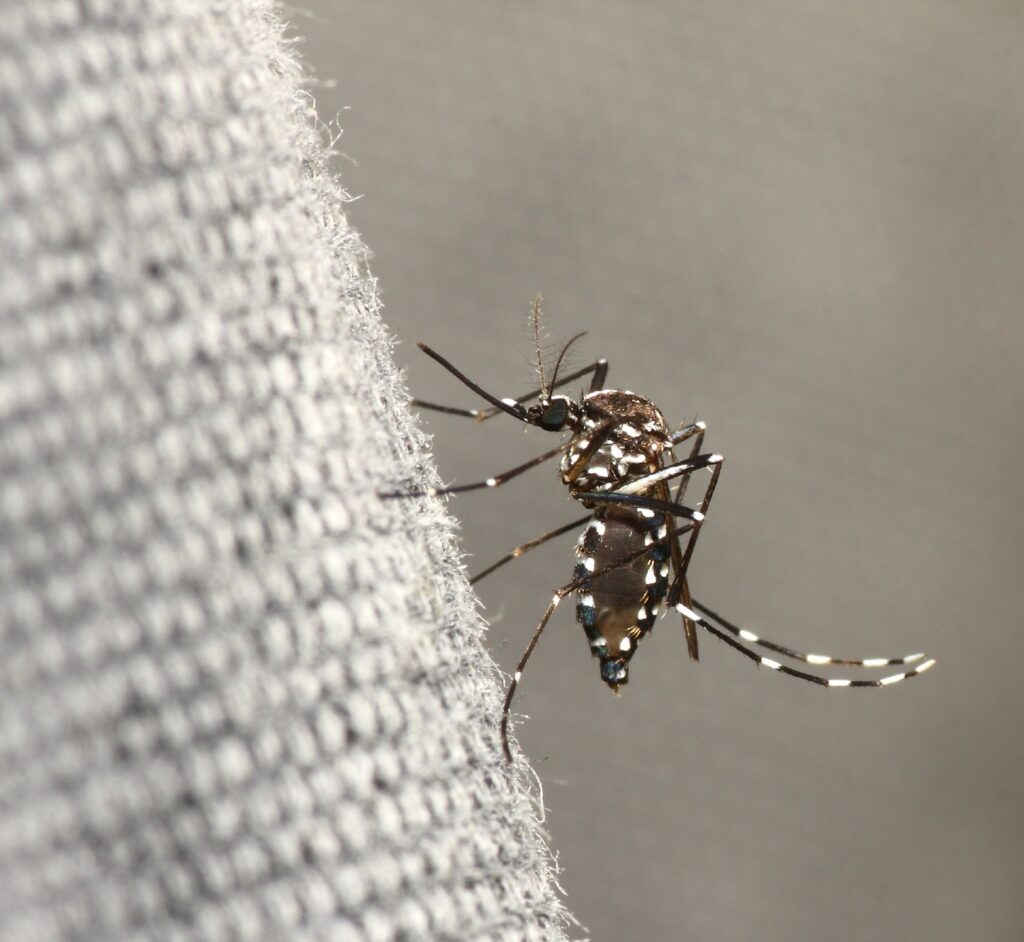 mosquito Phoenix Pest Control TN