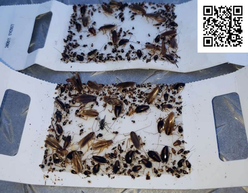 German roach glue board Phoenix Pest Control TN