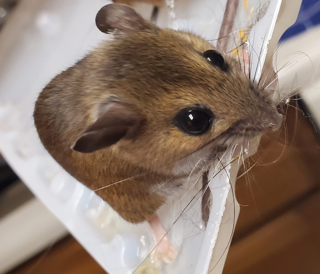 mouse glue board Phoenix Pest Control TN