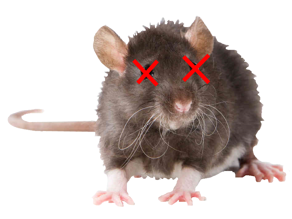 dead Rat Phoenix Pest Control TN