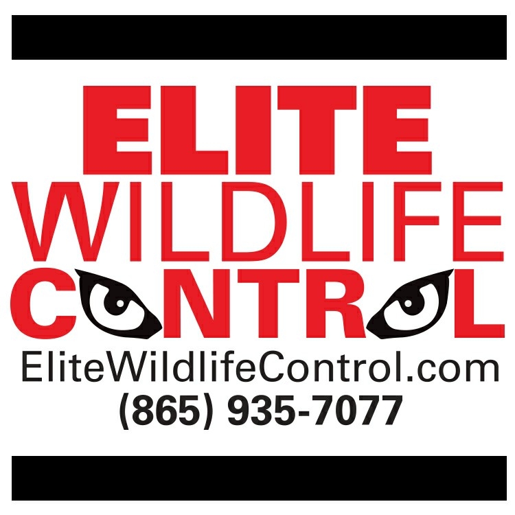 Elite Wildlife Logo