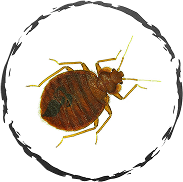 bed bug Phoenix Pest Control Maryville, TN