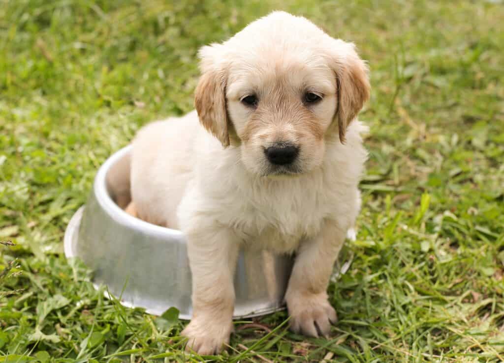 puppy, golden retriever, dog, young, pet, animal, nature, meadow, grass, purebred dog, canine, dog portrait, domestic, domestic dog, dog bowl