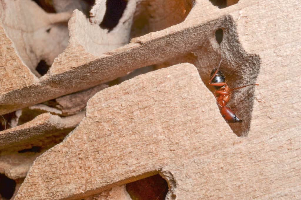 carpenter ant damage phoenix pest control knoxville TN