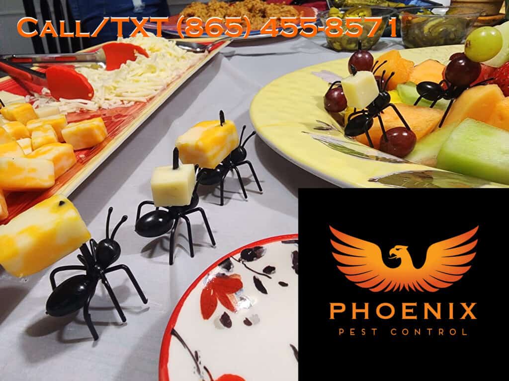 ants picnic Phoenix Pest Control TN