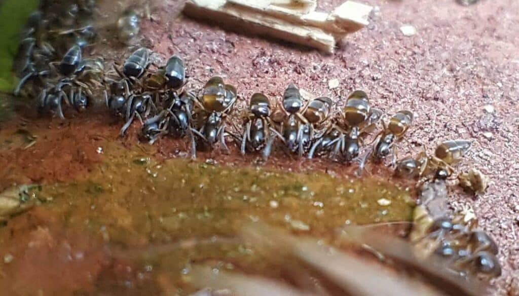 ants feeding Phoenix Pest Control TN
