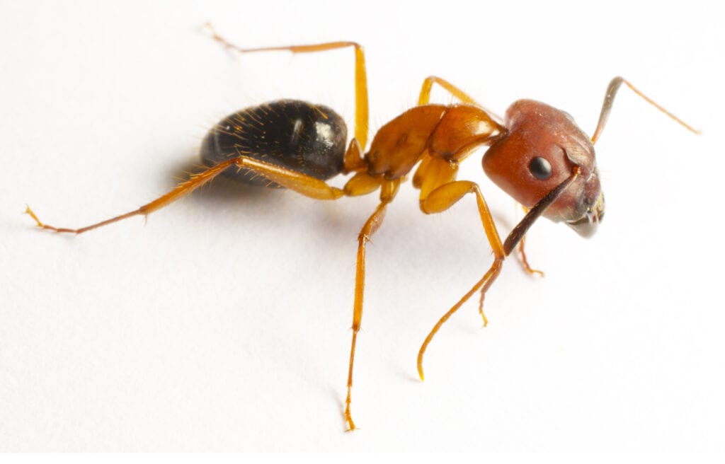 carpenter ant in Knoxville TN Phoenix Pest Control TN