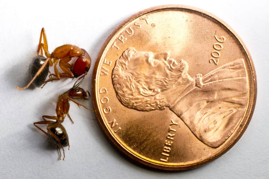 carpenter ant size phoenix pest control TN