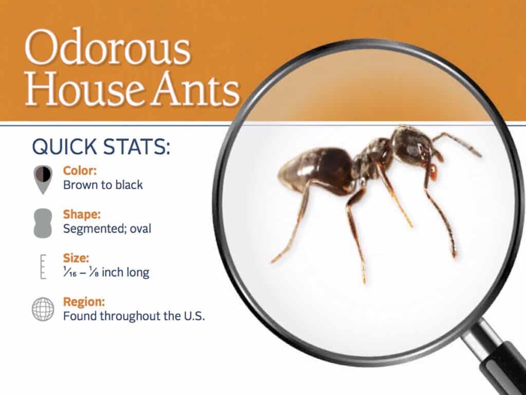 odorous house ant pest id card Maryville TN, Phoenix Pest Control TN